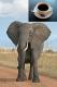 Care To Spend $50 On A Cup Of Elephant Poop Laced Coffee?